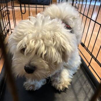 Maltese Dogs Available for Adoption in Danville, Vermont - Henry Warren | PetCurious