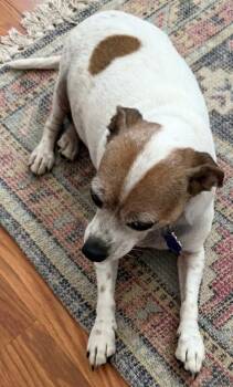 Trixie -  Chihuahua and Jack Russell Terrier Dog for Adoption in Woodland, California - Trixie | PetCurious