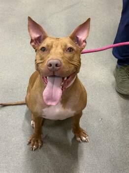 Pit Bull Terrier Dogs Available for Adoption - SEVEN | PetCurious