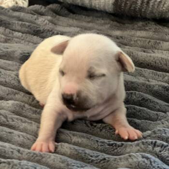 Poby -  Chihuahua Dog for Adoption in Enfield, New Hampshire - Poby | PetCurious