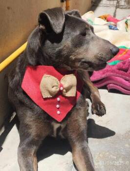 Rescue Mixed Breed Dogs for Adoption in Puyallup, Washington - Delani | PetCurious