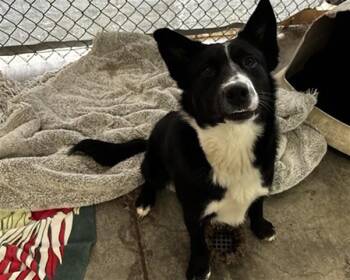 Border Collie Dogs Available for Adoption - NICK | PetCurious