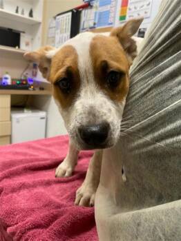 Tilda -  Australian Cattle Dog Blue Heeler Dog for Adoption in Vancouver, Washington - Tilda | PetCurious