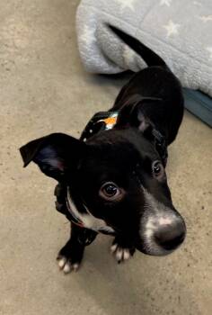 Rescue Collie and Terrier Dogs for Adoption in New Rochelle, New York - Mack | PetCurious