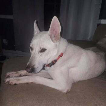 Nimbus The White GSD -  White German Shepherd Dog for Adoption in Van Horne, Iowa - Nimbus The White GSD | PetCurious