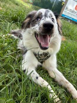 Vybe -  Australian Shepherd Dog for Adoption in Troy, Virginia - Vybe | PetCurious