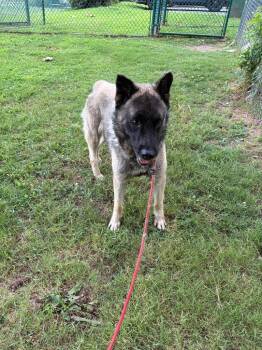 Valentino -  German Shepherd Dog and Belgian Shepherd Malinois Dog for Adoption in Little Rock, Arkansas - Valentino | PetCurious