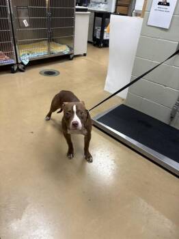 WILLOW -  Pit Bull Terrier Dog for Adoption in Minneapolis, Minnesota - WILLOW | PetCurious