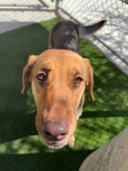 Ambrosia -  German Shepherd Dog and Mixed Breed Dog for Adoption in Calgary, Alberta - Ambrosia | PetCurious