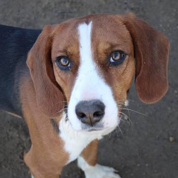 Beagle Dogs Available for Adoption - Snoopy In NH! Come Meet Our Adoptable Dogs Wednesday-Saturday. M | PetCurious