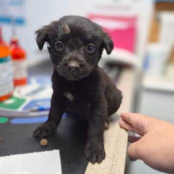 Jet -  Setter and Chihuahua Dog for Adoption in Wahiawa, Hawaii - Jet | PetCurious