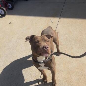 American Staffordshire Terrier Dogs Available for Adoption - Snoopy | PetCurious