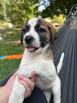 Cookie -  Saint Bernard Dog for Adoption in Okmulgee, Oklahoma - Cookie | PetCurious