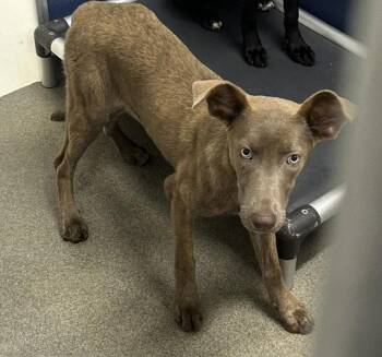 Barley 5 months female AVAILABLE 7/1 -  Mixed Breed Dog for Adoption in Sterling, Massachusetts - Barley 5 Months Female AVAILABLE 7/1 | PetCurious
