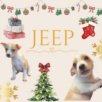 Jeep -  Beagle and Australian Cattle Dog Blue Heeler Dog for Adoption in Watauga, Texas - Jeep | PetCurious