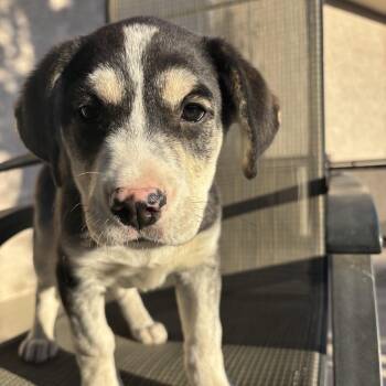 Hershey -  Mixed Breed Dog for Adoption in Saskatoon, Saskatchewan - Hershey | PetCurious