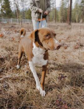 Labrador Retriever Dogs Available for Adoption - Opal | PetCurious