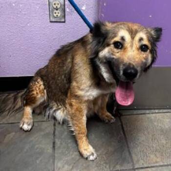 Shepherd and Mixed Breed Dogs Available for Adoption - Muffin | PetCurious