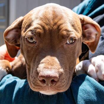 Pineapple Express -  Pit Bull Terrier Dog for Adoption in Kennebunk, Maine - Pineapple Express | PetCurious