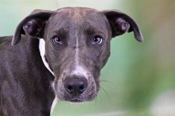 Rescue American Staffordshire Terrier Dogs for Adoption in Fort Lauderdale, Florida - EVELYN | PetCurious