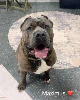 Maximus -  Bullmastiff and Cane Corso Dog for Adoption in Youngstown, Ohio - Maximus | PetCurious