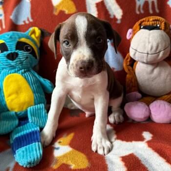 Boston Terrier and Mixed Breed Dogs Available for Adoption in Normal, Illinois - Zephyr | PetCurious