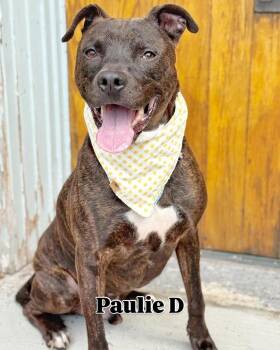 Rescue Pit Bull Terrier and Mixed Breed Dogs for Adoption in Kenmore, New York - Pawlie | PetCurious