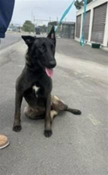 SKITTLES -  Belgian Shepherd Malinois Dog for Adoption in Norco, California - SKITTLES | PetCurious