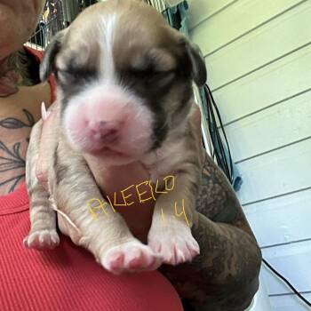 NY Akeeko Avail Jul 25 (4H Putnam County Fair Carmel NY) -  Yellow Labrador Retriever and Golden Retriever Dog for Adoption in Eastford, Connecticut - NY Akeeko Avail Jul 25 (4H Putnam County Fair Carmel NY) | PetCurious