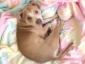 CARLOS -  Carolina Dog and Mixed Breed Dog for Adoption in Tulsa, Oklahoma - CARLOS | PetCurious
