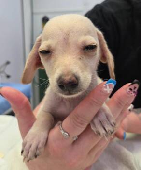 Dixie -  Terrier Dog for Adoption in Brookings, Oregon - Dixie | PetCurious