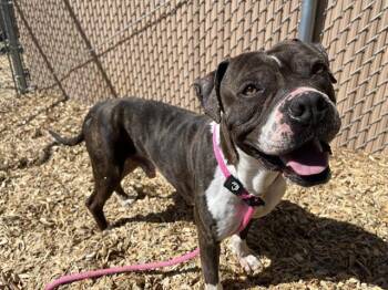 American Bulldog and Mixed Breed Dogs Available for Adoption in Albuquerque, New Mexico - BEASTY | PetCurious