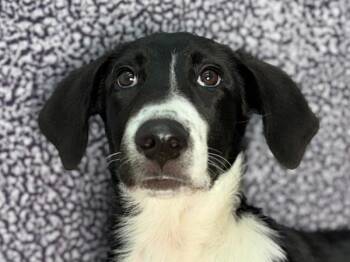 Gertrude -  Hound and Mixed Breed Dog for Adoption in Portland, Oregon - Gertrude | PetCurious