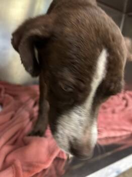 Rescue Australian Cattle Dog Blue Heeler and Mixed Breed Dogs for Adoption in Mobile, Alabama - Lacey Lou | PetCurious