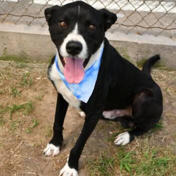 Woodrow --Courtesy Post. Out of town pet. See below for details- -  Pit Bull Terrier Dog for Adoption in Eagle, Idaho - Woodrow --Courtesy Post. Out Of Town Pet. See Below For Details- | PetCurious
