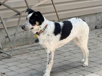Robbie -  Border Collie Dog for Adoption in Salt Lake City, Utah - Robbie | PetCurious