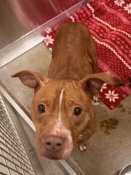 Pit Bull Terrier Dogs Available for Adoption - Pisces | PetCurious