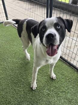 English Pointer and German Longhaired Pointer Dogs Available for Adoption - TUXEDO  | PetCurious