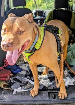 Rescue Pit Bull Terrier Dogs for Adoption in Huntington, New York - ACE | PetCurious