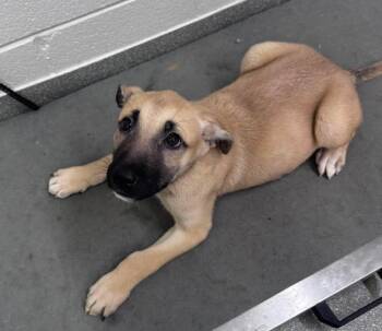 Pita Paws -  Shepherd Dog for Adoption in Chattanooga, Tennessee - Pita Paws | PetCurious