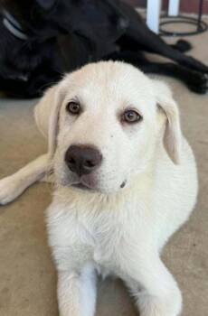 Doellss / Bella -  Labrador Retriever Dog for Adoption in Broomfield, Colorado - Doellss / Bella | PetCurious
