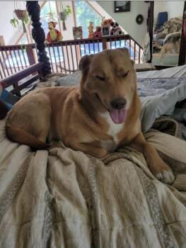 Rescue Husky and Labrador Retriever Dogs for Adoption in Deer Park, Washington - Kasha And Chubby Chuckers | PetCurious