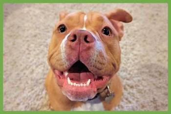 American Bully Dogs Available for Adoption - Lily | PetCurious