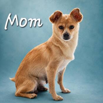 Jamby -  Chihuahua and Mixed Breed Dog for Adoption in Wickenburg, Arizona - Jamby | PetCurious