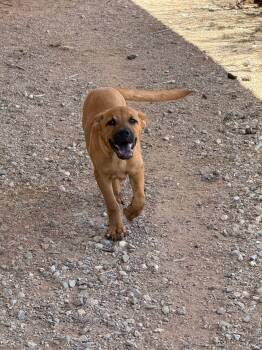 Samantha -  Golden Retriever and Black Mouth Cur Dog for Adoption in Tucson, Arizona - Samantha | PetCurious