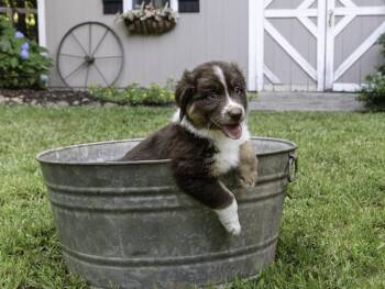 Arlo -  Australian Shepherd Dog for Adoption in Dacula, Georgia - Arlo | PetCurious