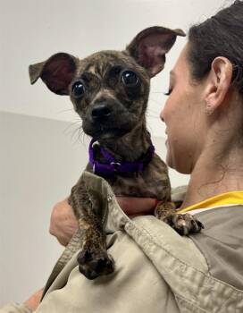 Chihuahua and Mixed Breed Dogs Available for Adoption in San Francisco, California - SASMOO | PetCurious