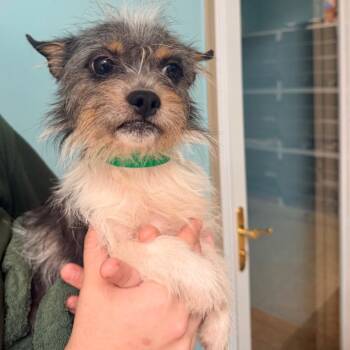 Ian -  Yorkshire Terrier Dog for Adoption in Columbus, Georgia - Ian | PetCurious