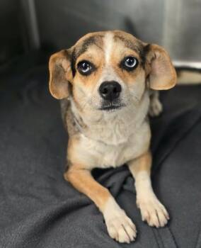 Coke Zero -  Chihuahua and Beagle Dog for Adoption in Sedalia, Colorado - Coke Zero | PetCurious