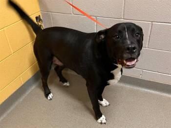 TOBI -  Cane Corso and Mixed Breed Dog for Adoption in Colorado Springs, Colorado - TOBI | PetCurious